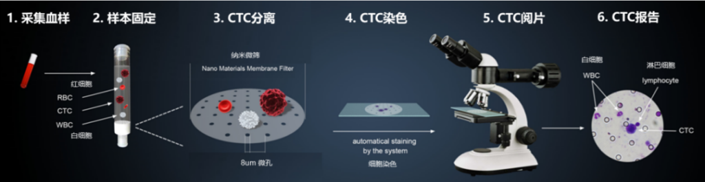 CTC Dection, a Good Helper for Tumor Diagnosis and Treatment – www ...